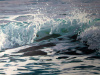 Green Wave #3, 8" x 11"      SOLD